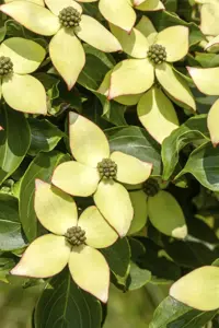Cornus kousa 'Wieting's Select'