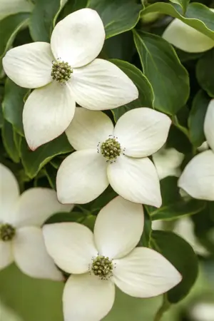 Cornus kousa 'Wieting's Select' - 100-125 CM RB - image 2