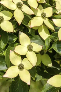 Cornus kousa 'Wieting's Select'