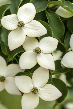 Cornus kousa 'Wieting's Select' - 125-150 CM C30 - image 2