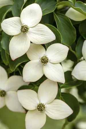 Cornus kousa 'Wieting's Select' - 60-80 CM C5 - image 2