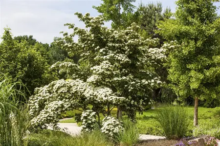 Cornus kousa 'Wieting's Select' - 40-60 CM C5 - image 3