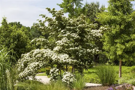 Cornus kousa 'Wieting's Select' - 100-125 CM C15 - image 3