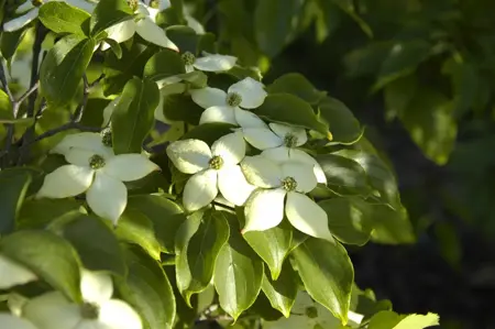 Cornus kousa 'Wieting's Select' - 40-60 CM C5 - image 4