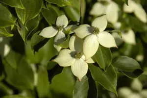 Cornus kousa 'Wieting's Select' - 40-60 CM C5 - image 5