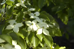 Cornus kousa 'Wieting's Select' - MULTISTEM 175-200 CM RB - image 4