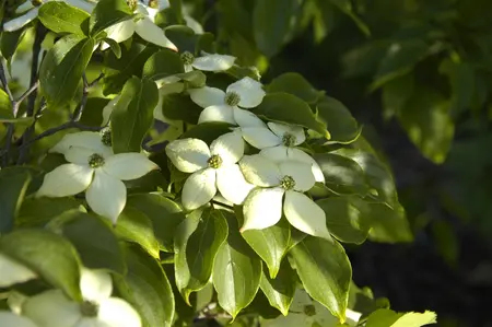 Cornus kousa 'Wieting's Select' - 100-125 CM C15 - image 4
