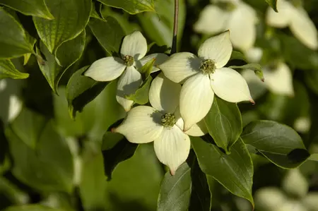 Cornus kousa 'Wieting's Select' - 100-125 CM C15 - image 5