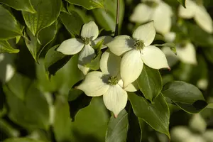 Cornus kousa 'Wieting's Select' - 60-80 CM C5 - image 5