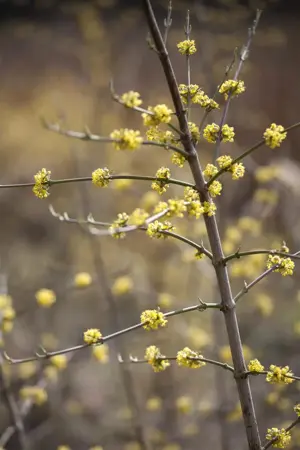 Cornus mas - 250-275 CM RB - image 4