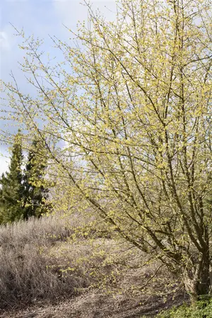 Cornus mas - Plug/Celgrown - image 5
