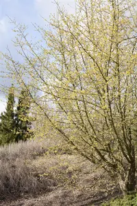 Cornus mas - Plug/Celgrown - image 5