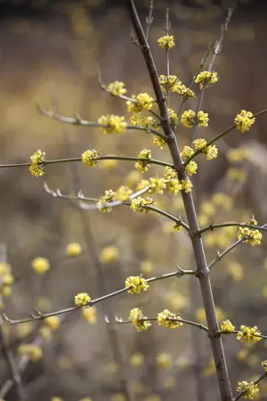 Cornus mas - 10 Ltr pot - image 4