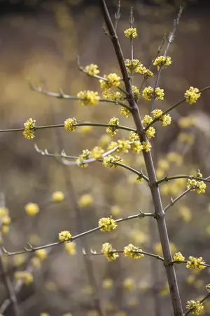 Cornus mas - 40-60 CM C3 - image 4