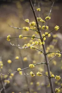Cornus mas - 60-80 CM C6.5 - image 4