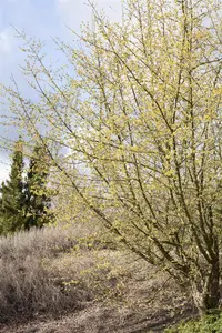 Cornus mas - 60-80 CM C6.5 - image 5
