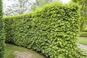 Cornus mas