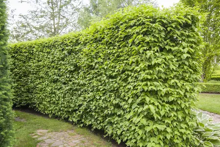Cornus mas - Plug/Celgrown - image 1