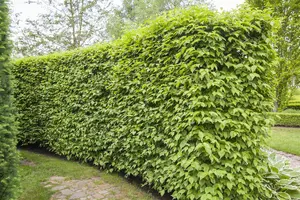 Cornus mas