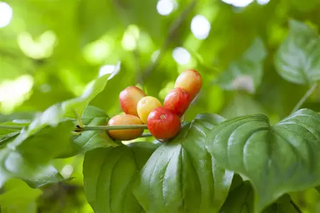 Cornus mas - Plug/Celgrown - image 3