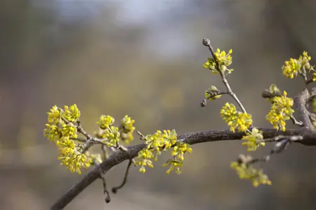 Cornus mas 'Aurea' - 125-150 CM C25 - image 1