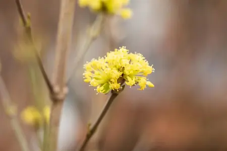 Cornus mas 'Aurea' - 125-150 CM C25 - image 2