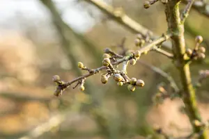 Cornus mas 'Golden Glory' - 80-100 CM C10 - image 1