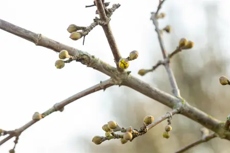 Cornus mas 'Golden Glory' - 40-50 CM B.R.       - image 3