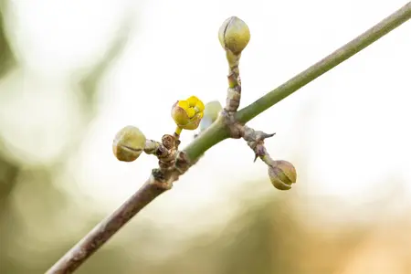 Cornus mas 'Golden Glory' - 40-50 CM B.R.       - image 4