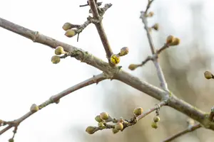 Cornus mas 'Golden Glory' - STDS 12-14 CM RB - image 3