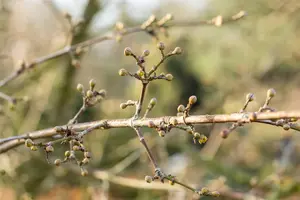 Cornus mas 'Golden Glory' - STDS 12-14 CM RB - image 5