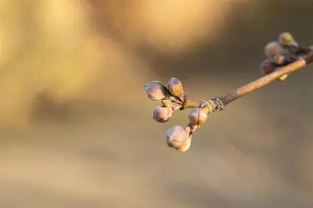 Cornus mas 'Golden Glory' - STDS 14-16 CM RB - image 2