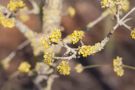 Cornus mas 'Jolico' - P9 - image 2