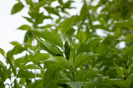Cornus mas 'Jolico' - STD 10-12 CM CONT    - image 4