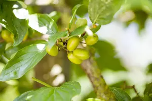 Cornus mas 'Jolico' - 175-200 CM C20 - image 1