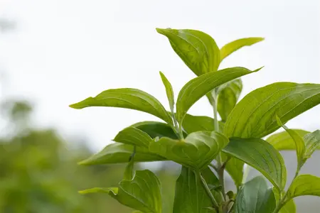 Cornus mas 'Jolico' - 3 Ltr pot - image 5