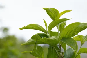 Cornus mas 'Jolico' - STDS 14-16 CM RB - image 5