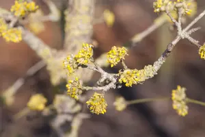 Cornus mas 'Jolico' - 80-100 CM C5 WHIP - image 2
