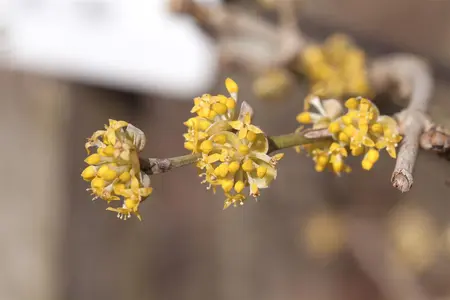 Cornus mas 'Jolico' - 80-100 CM C5 WHIP - image 3