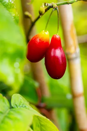 Cornus mas 'Kasanlak' - 3 Ltr pot - image 1