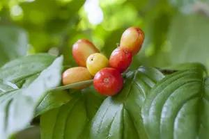 Cornus mas 'Kasanlak'