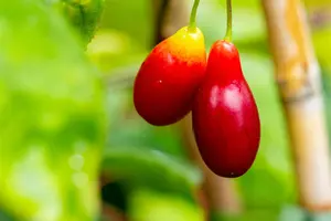 Cornus mas 'Kasanlak' - 3 Ltr pot - image 2