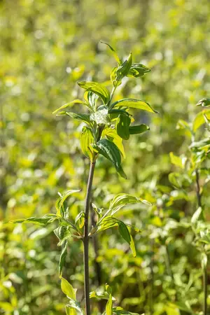 Cornus mas 'Sch?nbrunner Gourmet-Dirndl' - 3 Ltr pot - image 2