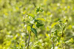 Cornus mas 'Sch?nbrunner Gourmet-Dirndl'