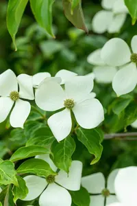 Cornus 'Norman Haddon' - SOLITAIR 175-200 CM C30 - image 2