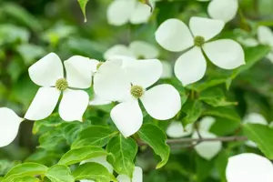 Cornus 'Norman Haddon'