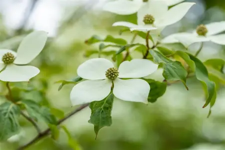 Cornus 'Norman Haddon' - 40-60 CM C5 - image 4