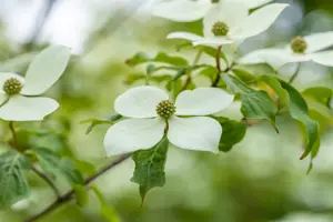Cornus 'Norman Haddon' - 40-60 CM C5 - image 4