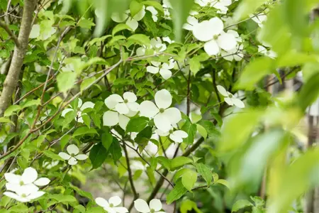 Cornus 'Norman Haddon' - 40-60 CM C5 - image 5