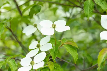 Cornus 'Norman Haddon' - 175-200 CM RB - image 3